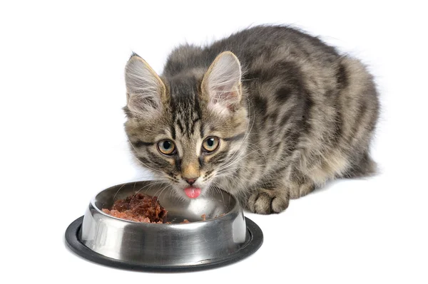 Cat eating — Stock Photo, Image