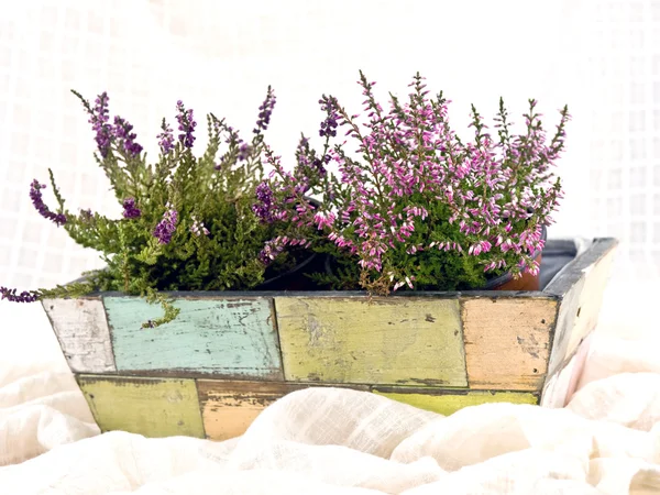 stock image Heathers in old flower-pot