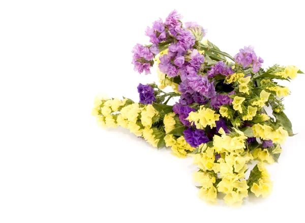 Adscita květiny - limonium sinuatum — Stock fotografie