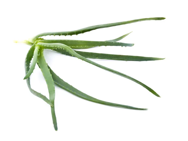 Frische Aloe — Stockfoto