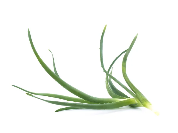 Aloe fresco — Fotografia de Stock