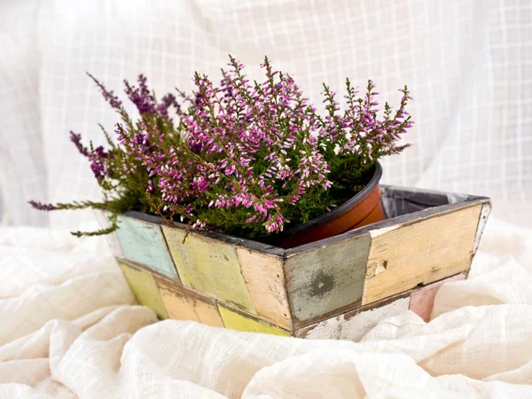 stock image Heathers in flower-pot