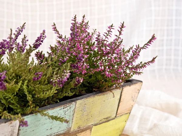 stock image Heathers in flower-pot