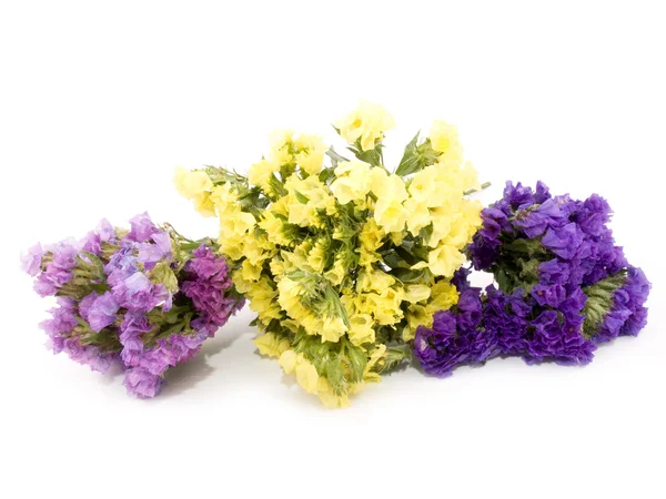 Statice flowers - Limonium Sinuatum — Stock Photo, Image