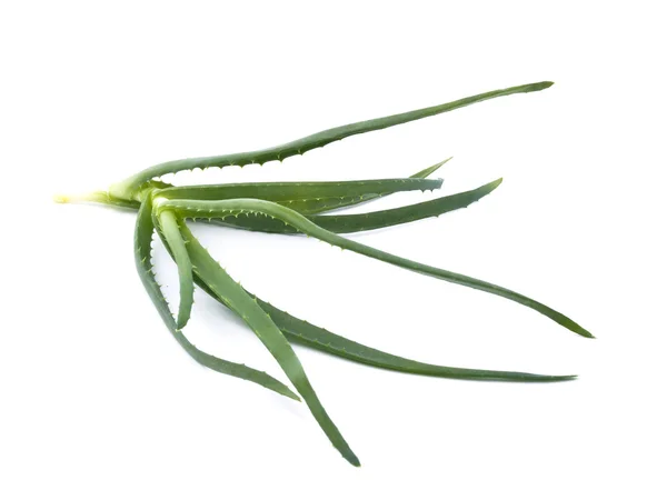 Aloe fresco —  Fotos de Stock