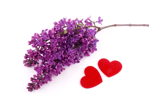 Púrpura lilás e corações vermelhos — Fotografia de Stock