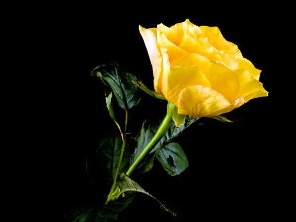Thee rose op zwart — Stockfoto