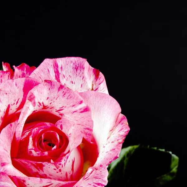 Różowy kwiat róży na czarny — Zdjęcie stockowe