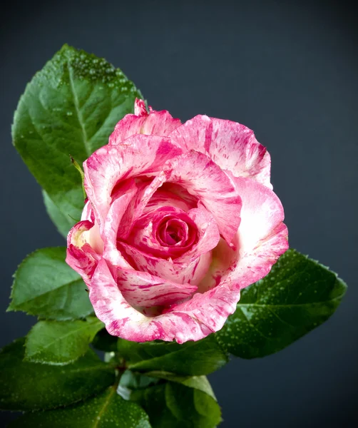 Rosa Rosenblüte — Stockfoto