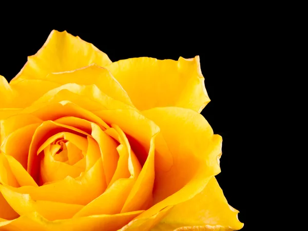 Piękna Róża Herbaty Czarnym Tle — Zdjęcie stockowe