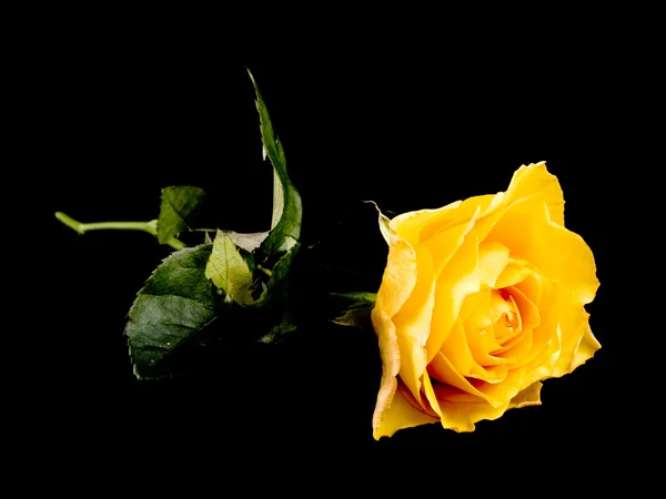 Krásné Čajové Růže Černém Pozadí — Stock fotografie