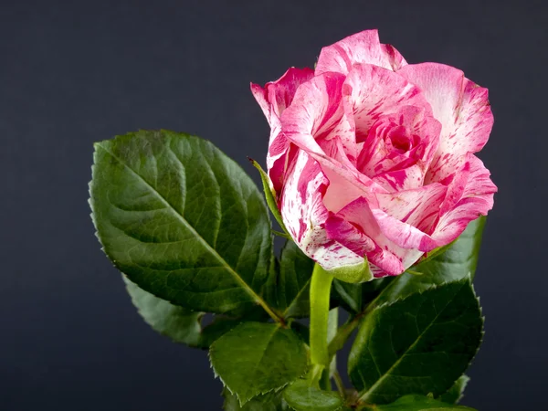 Rosa Rosenblüte — Stockfoto