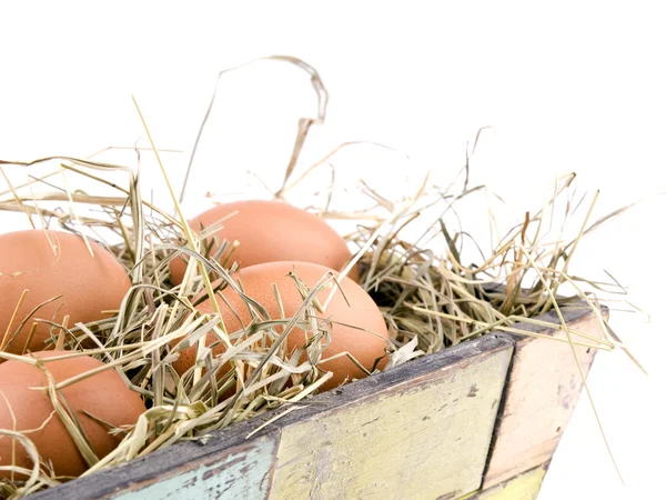 Eggs lying on hay in flowerpot — Stock Photo, Image