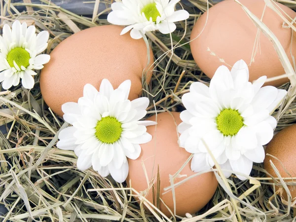 Eggs and oxeye daisy flower lying on hay — Stock Photo, Image