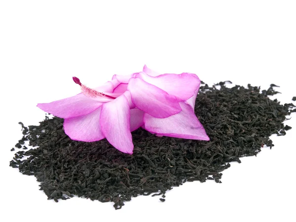 Εικόνα Του Ξηρό Αρωματικό Μαύρο Τσάι Φύλλα Ροζ Χριστούγεννα Κάκτος — Φωτογραφία Αρχείου