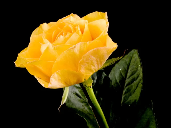 Piękna Róża Herbaty Czarnym Tle — Zdjęcie stockowe