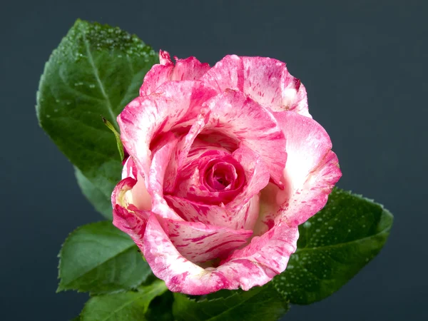 Mooie Roze Rose Grijze Achtergrond — Stockfoto