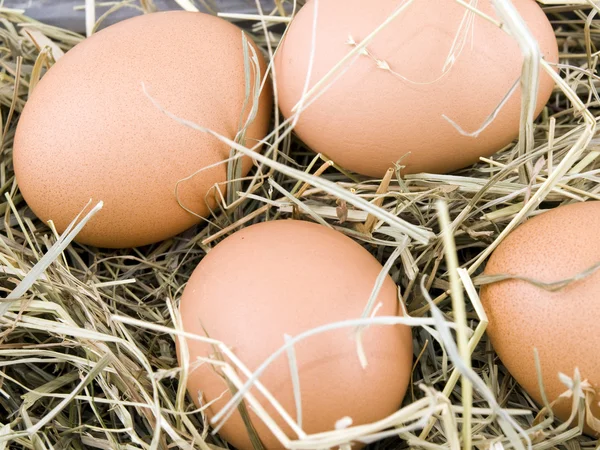 Eggs lying on hay — Stock Photo, Image