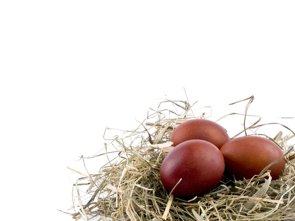 stock image Easter eggs in nest on white