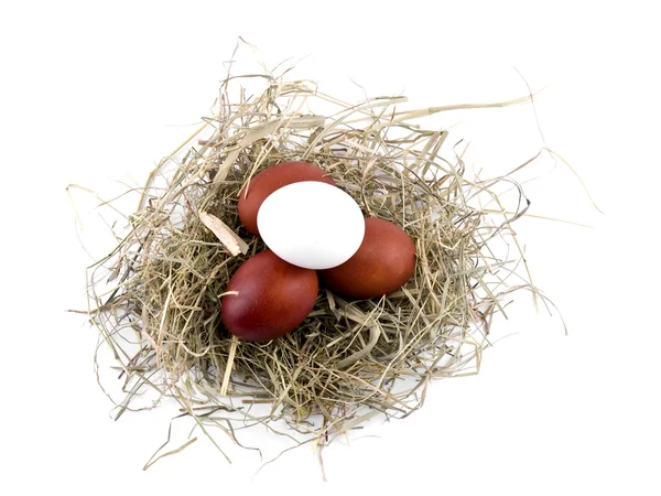 stock image Two brown and one white easter eggs in nest on white background