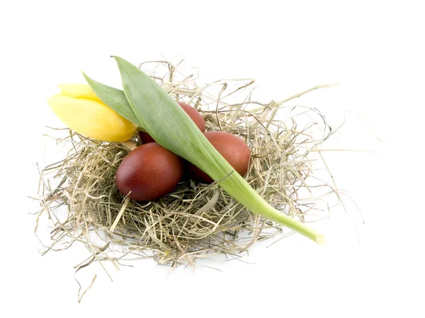 Ovos Páscoa Marrom Ninho Com Tulipa Amarela Fundo Branco — Fotografia de Stock