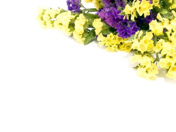 Граница цветов - Limonium Sinuatum — стоковое фото