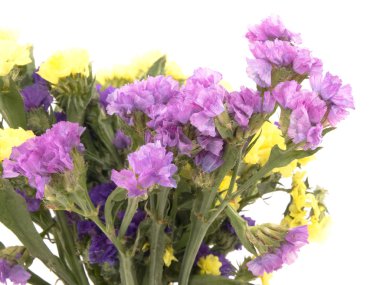 Statice flowers - Limonium Sinuatum clipart