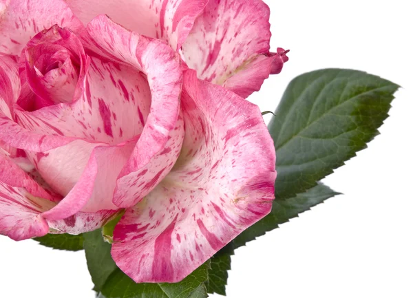 Picture Pink Rose White Background — Stock Photo, Image