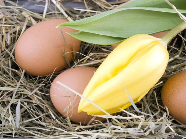 新鮮な卵や昔ながらの植木鉢白い背景の上に黄色いチューリップのクローズ アップ写真 — ストック写真