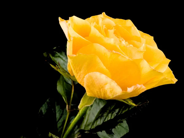 Mooie Thee Rose Zwarte Achtergrond — Stockfoto