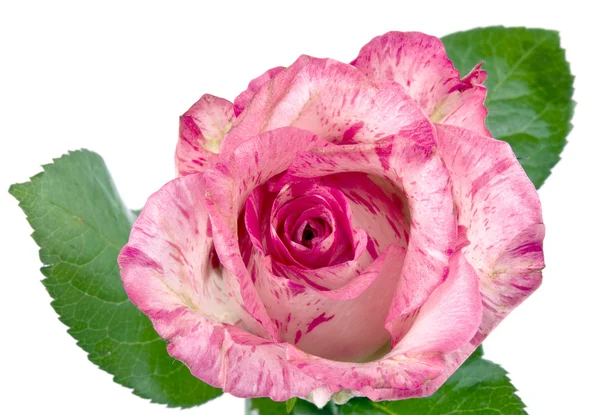Pink rose op wit — Stockfoto