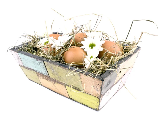 Eggs and oxeye daisy flower in flowerpot — Stock Photo, Image