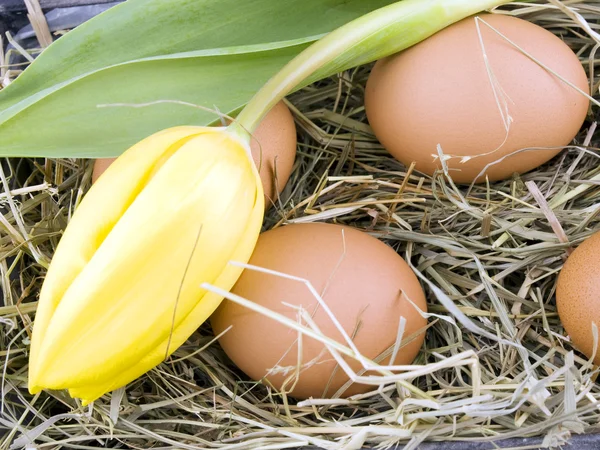 Eggs and yellow tulip lying on hay — Stock Photo, Image
