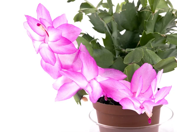 Fiore Cactus Rosa Vaso Fiori Sfondo Bianco — Foto Stock