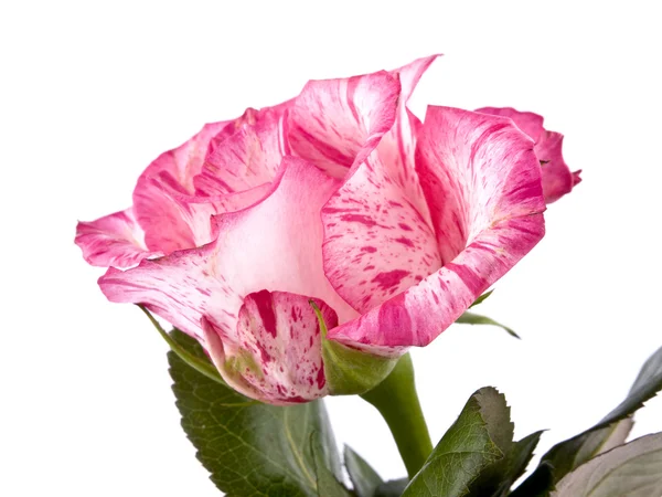 Obrázek Růžové Růže Bílém Pozadí — Stock fotografie
