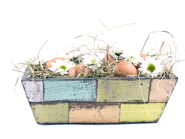 계란과 화분에 oxeye 데이지 꽃 — 스톡 사진