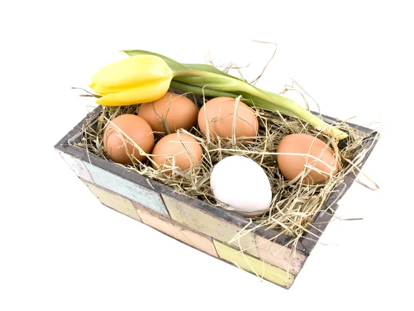 Fresh Eggs Yellow Tulip Old Fashioned Flowerpot White Background — Stock Photo, Image
