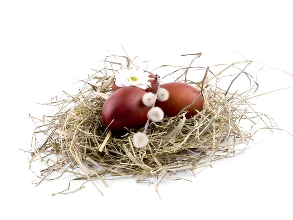 Barna a húsvéti tojás és a fészekben, fehér oxeye daisy — Stock Fotó