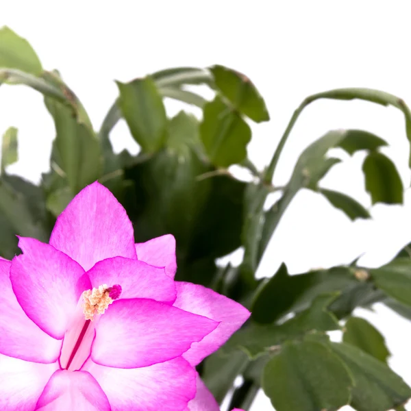 Stock image Closeup picture of pink cactus flower on white background