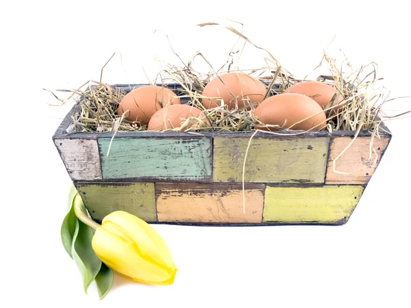 Eggs and yellow tulip in flowerpot — Stock Photo, Image