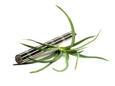 siyah bambu hasır ve taze aloe vera
