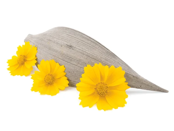 Drie Gele Tickseed Bloemen Houten Decoratie Witte Achtergrond — Stockfoto