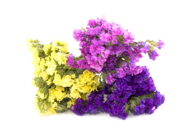 Flores de estatice - Limonium Sinuatum — Fotografia de Stock