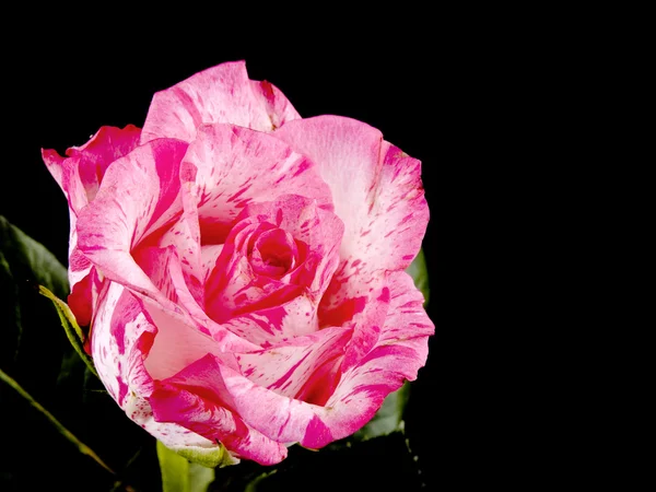 Rosa ros på svart — Stockfoto