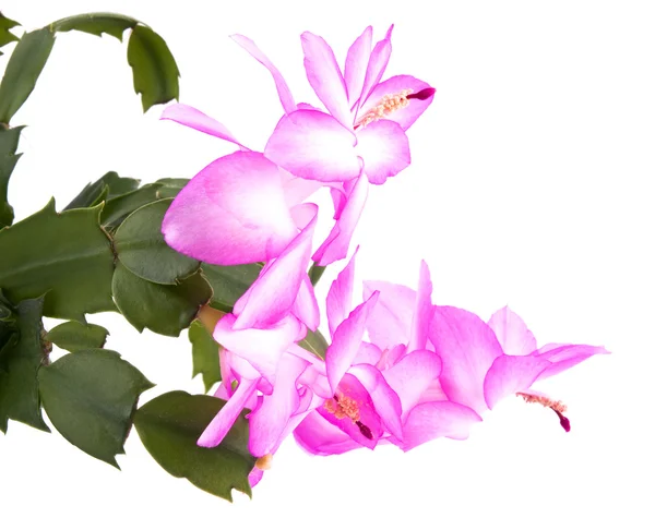 Fiore di cactus rosa su bianco — Foto Stock