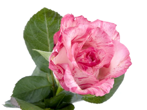 Rosa Rose auf weiß — Stockfoto