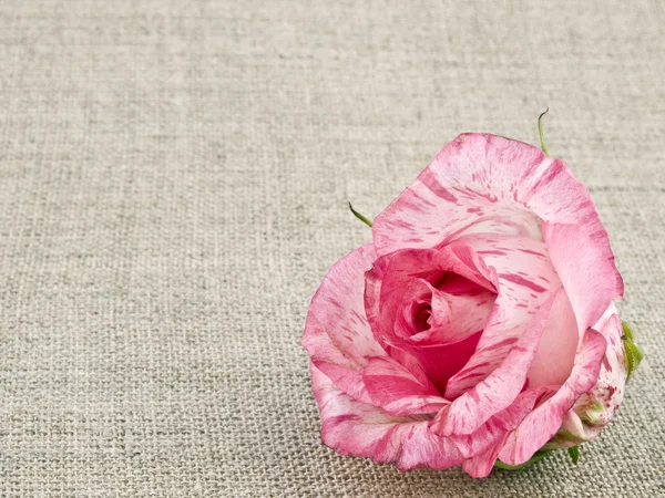Rosa rosa no fundo de linho — Fotografia de Stock