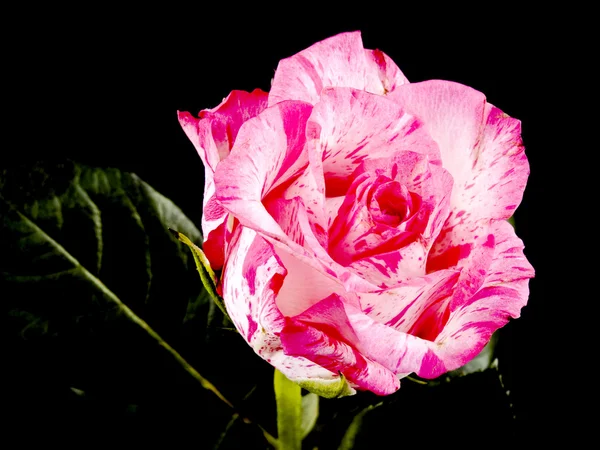 Rosa rosa su nero — Foto Stock