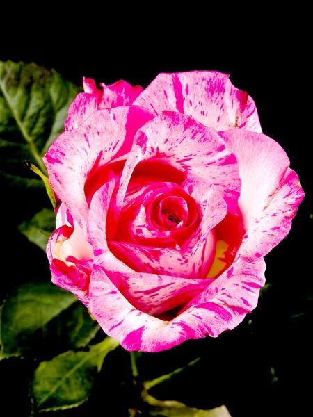 Rosa rosa su nero — Foto Stock