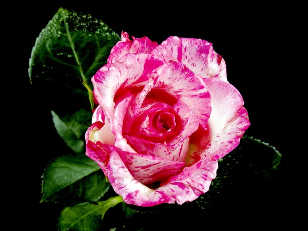 Růžová růže na černé — Stock fotografie